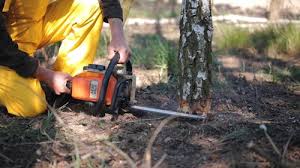 Best Commercial Tree Services  in Silver Springs Shores, FL